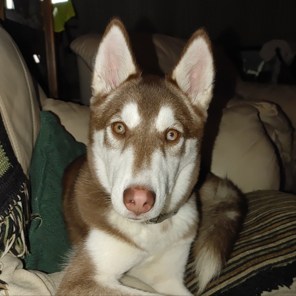 Meet your Posher, Linda - Picture 2 of 6